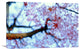"Heirinji" Stretched Canvas Giclee by Kouji Tomihisa, 22x15"