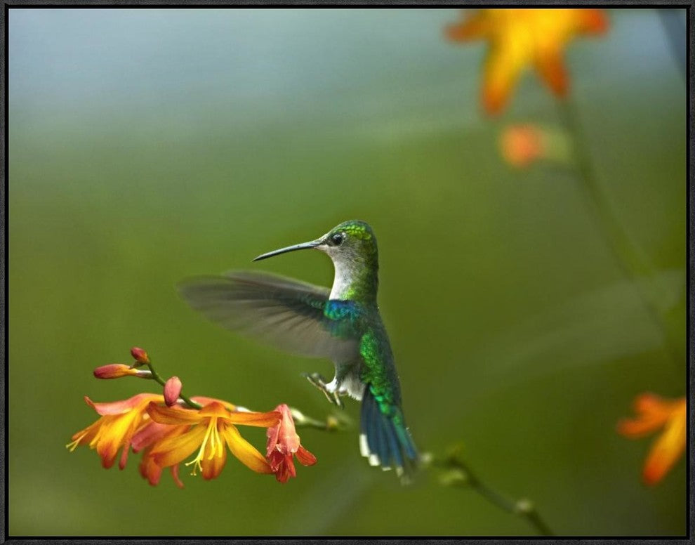 "Green-crowned Woodnymph female landing, Ecuador"  by Tim Fitzharris, 33x25"