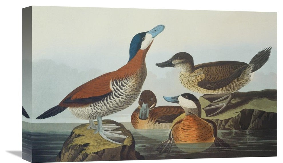 "Ruddy Duck" Stretched Canvas Giclee by John James Audubon, 22"x14"