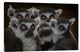 "Maki Catta School" Stretched Canvas Giclee by Mathilde Guillemot, 30"x20"