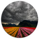 Parallel Rows Of Colorful Tulips, Landscape Disc Metal Wall Art, 11"