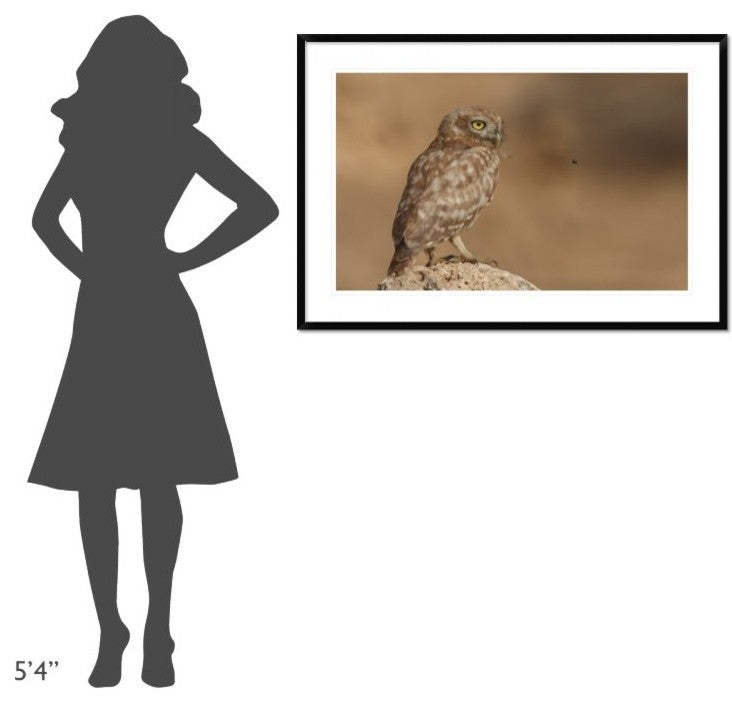 "Owl Vs Bee" Framed Digital Print by Assaf Gavra, 44x30"
