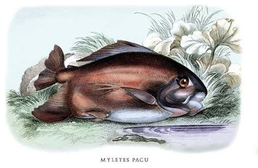 Myletes Pacu #2- Fine Art Giclee Print 24" x 36"
