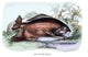 Myletes Pacu #2- Fine Art Giclee Print 24" x 36"