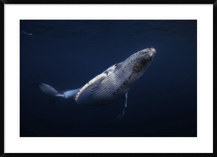 "Humpback Whale" Framed Digital Print by Barathieu Gabriel, 44x32"
