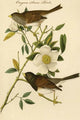 Oregon Snow Bird - Fine Art Giclee Print 24" x 36"