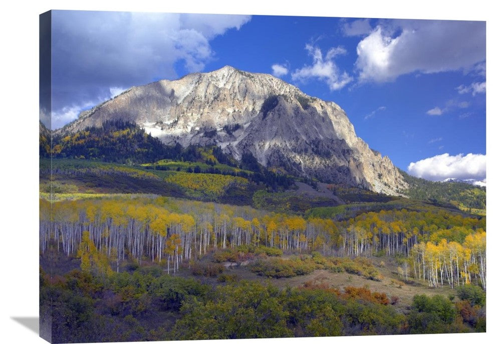 "Fall Colors At Gunnison National Forest, Colorado" Artwork, 32" x 24"