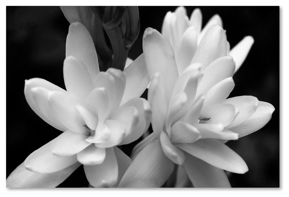 Kurt Shaffer 'Tuber Rose in Black and White' Canvas Art