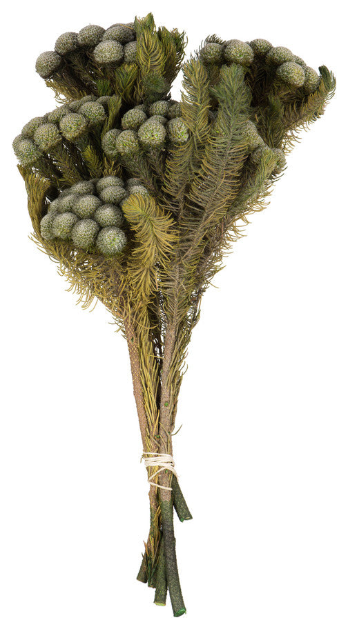 Vickerman H1Bru000 12-16" Natural Green Brunia, 4 Oz Bundle, Preserved