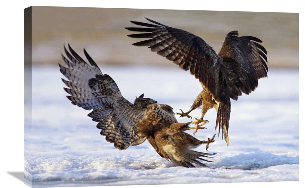 "Duel" Stretched Canvas Giclee by Ivan Kluciar, 30"x20"