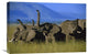"African Elephant Herd Sniffing The Air, Kenya" Artwork, 24" x 16"