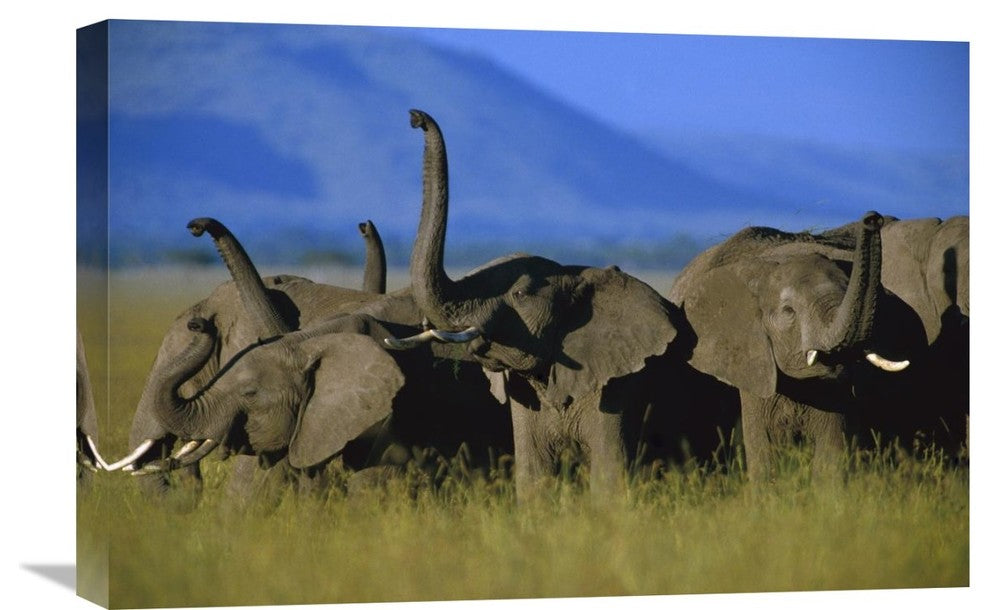 "African Elephant Herd Sniffing The Air, Kenya" Artwork, 24" x 16"