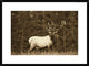 "Elk or Wapiti male portrait, North America - Sepia"  by Tim Fitzharris, 32x26"