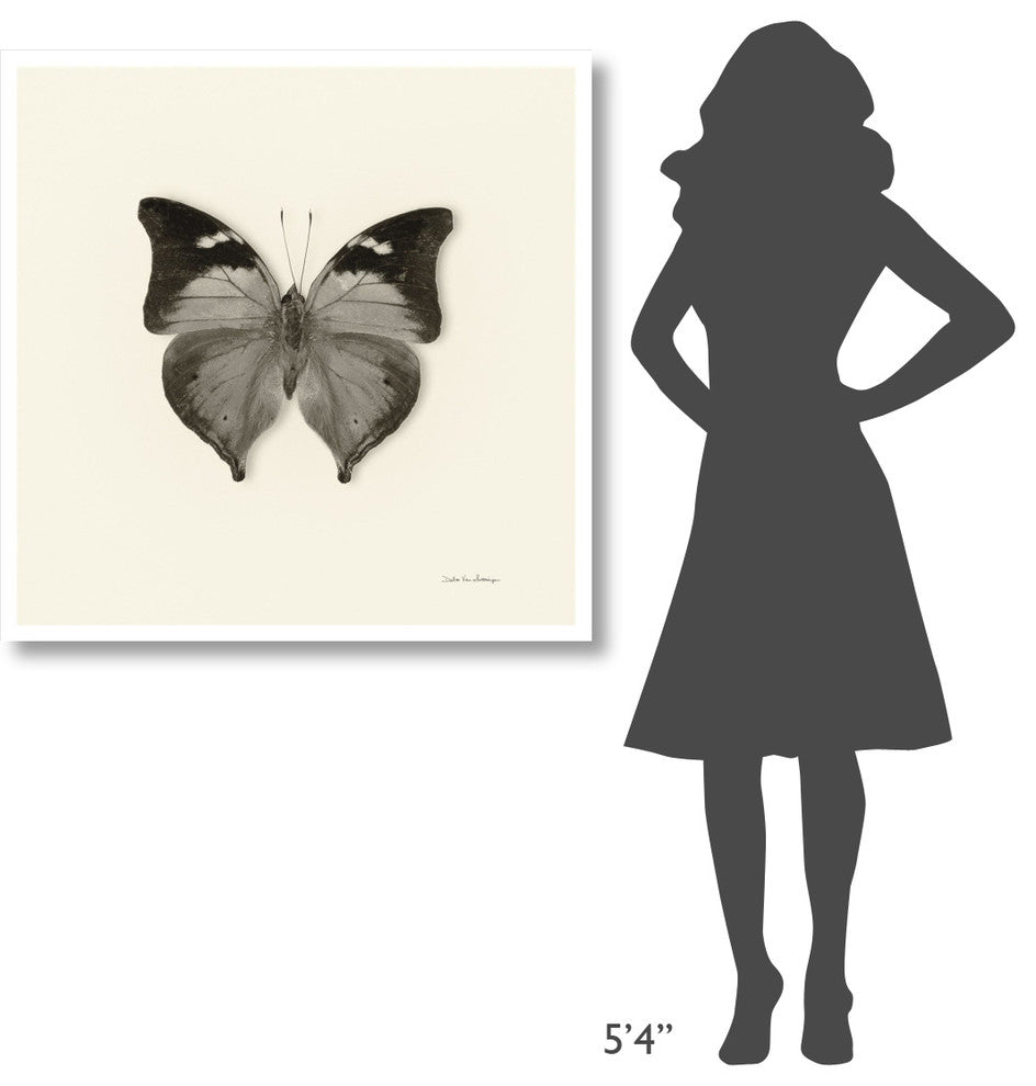 "Butterfly VII - BW" Digital Paper Print by Debra Van Swearingen, 38"x38"