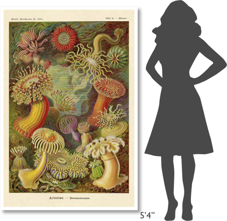 "Haeckel Nature Illustrations: Actiniae" Paper Print by Ernst Haeckel, 42"x62"