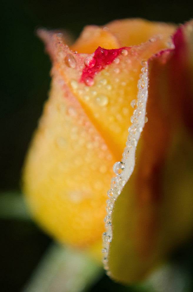 Dew on Yellow Rose Nature Photography, Floral Unframed Wall Art Print, 8" X 10"