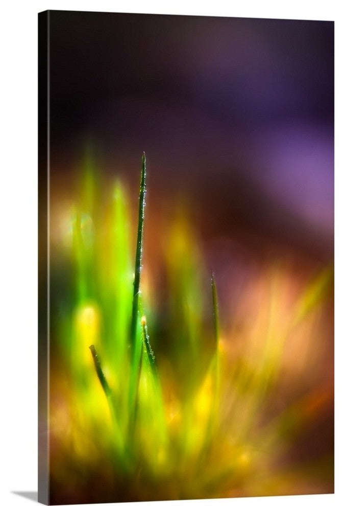 "Dew On Grass" Wrapped Canvas Art Print, 16"x24"x1.5"
