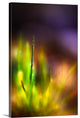 "Dew On Grass" Wrapped Canvas Art Print, 16"x24"x1.5"