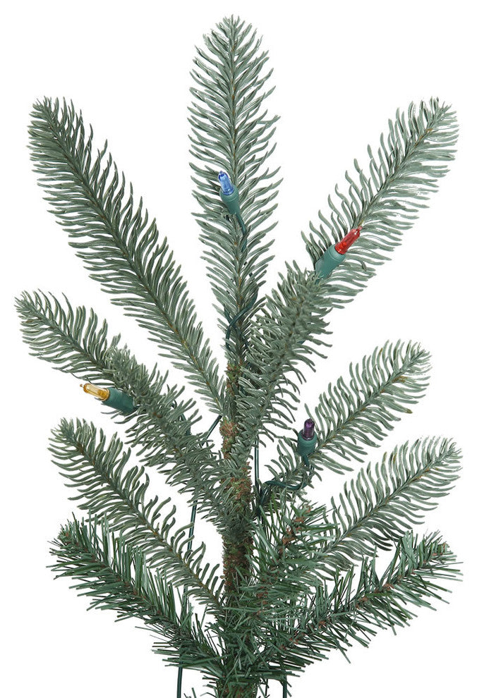 6' X 48" Alberta Blue Spruce 616T