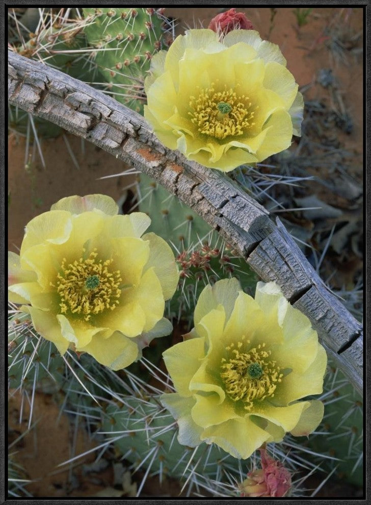 "Plains Pricklypear Arches National Park, Utah"  by Tim Fitzharris, 19x25"
