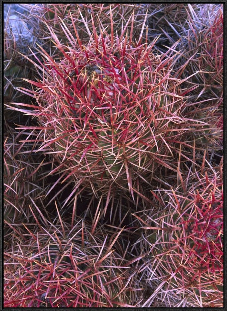 Cotton-Top Cactus Detail, Death Valley National Park, California, 24"x32"
