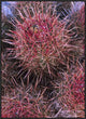 Cotton-Top Cactus Detail, Death Valley National Park, California, 24"x32"
