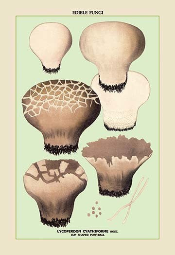 Edible Fungi: Cup Shaped Puff-Ball - Canvas Poster 20" x 30"