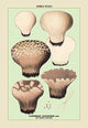 Edible Fungi: Cup Shaped Puff-Ball - Canvas Poster 20" x 30"