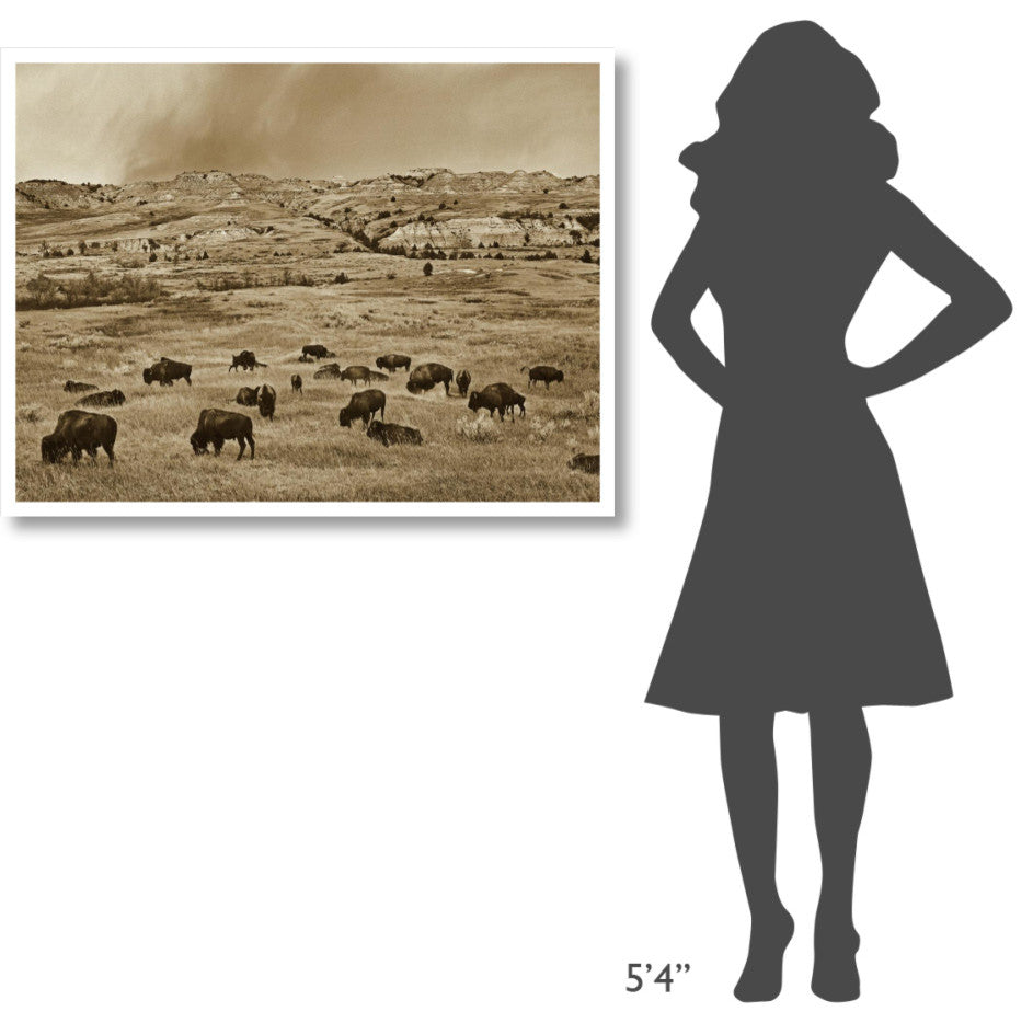 "American Bison herd grazing, Theodore Roosevelt NP" Paper Art, 42"x32"