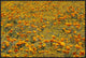 "California Poppies and Golden Yarrow California"  by Tim Fitzharris, 37x25"