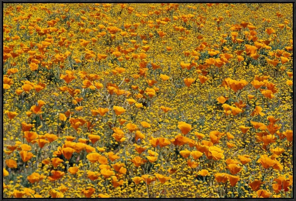 "California Poppies and Golden Yarrow California"  by Tim Fitzharris, 37x25"