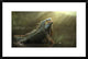 "Morning Light" Framed Digital Print by Fahmi Bhs, 30"x20"