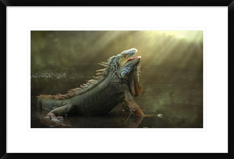 "Morning Light" Framed Digital Print by Fahmi Bhs, 30"x20"