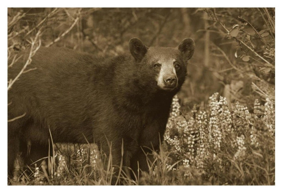 "Black Bear portrait, North America" Paper Print by Tim Fitzharris, 32"x22"