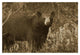 "Black Bear portrait, North America" Paper Print by Tim Fitzharris, 32"x22"