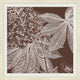 Brown Briar 1, Giclee Reproduction Artwork
