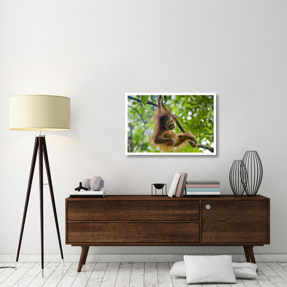 "Sumatran Orangutan baby playing in tree, north Sumatra" Paper Art, 38"x26"