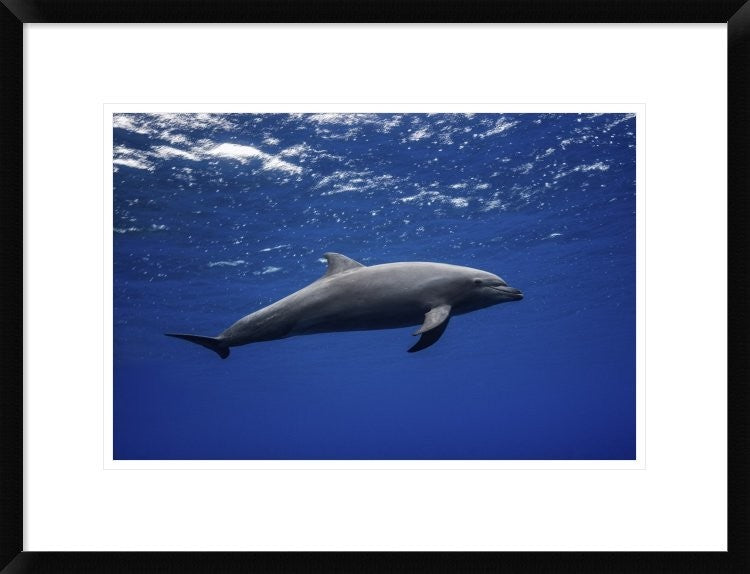 "Dolphin" Framed Digital Print by Barathieu Gabriel, 26"x20"