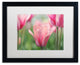 Cora Niele ''Tulip Mirella'' Matted Framed Art