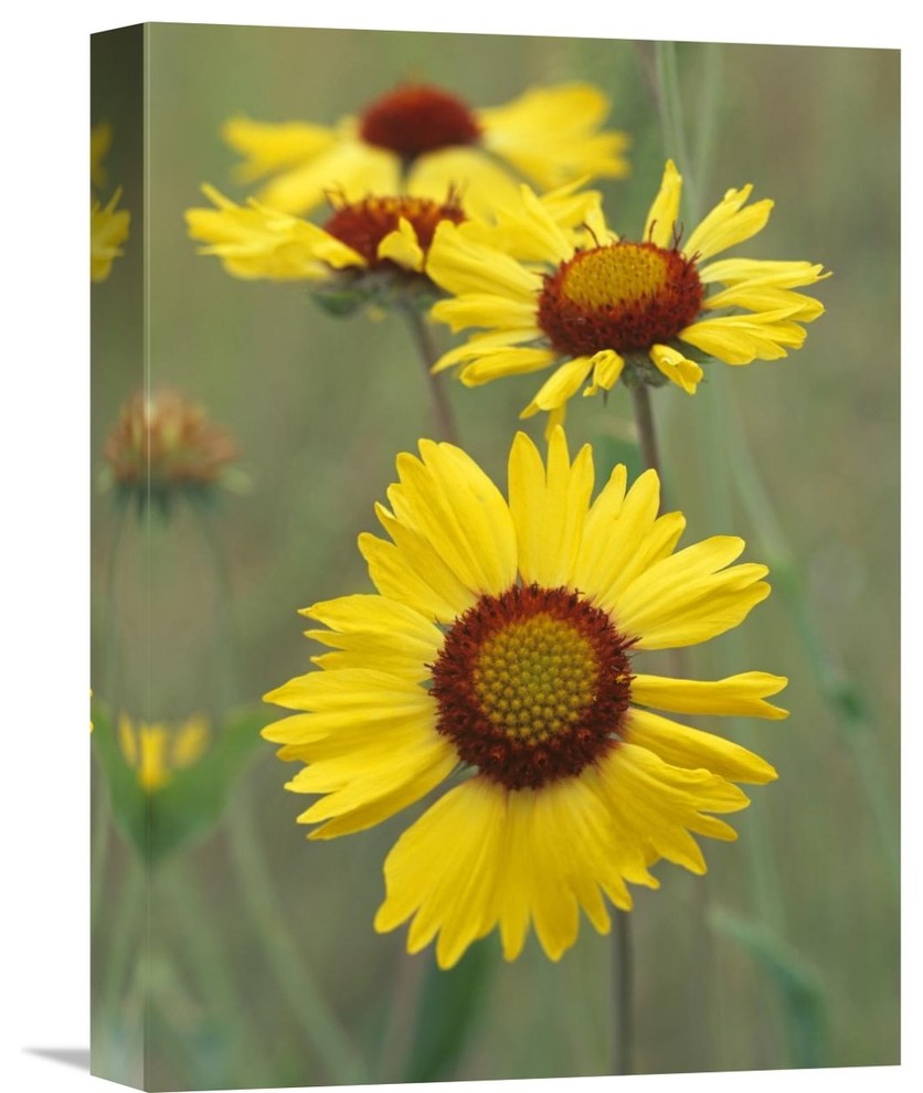 "Blanketflower Close Up Showing Dense Pistils In Center, North America" Artwork