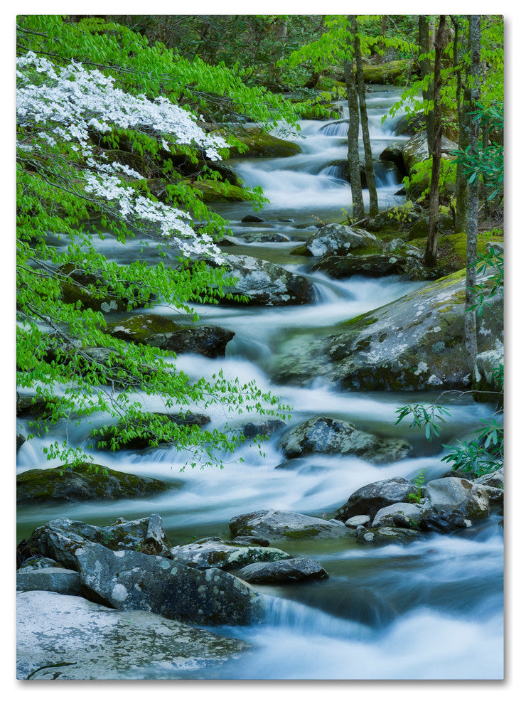 Michael Blanchette Photography 'Flowering Dogwood' Canvas Art, 18"x24"