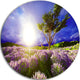 Lavender Field Under Blue Sky, Landscape Disc Metal Wall Art, 11"