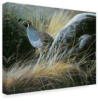 Ron Parker 'California Quail' Canvas Art, 32"x24"