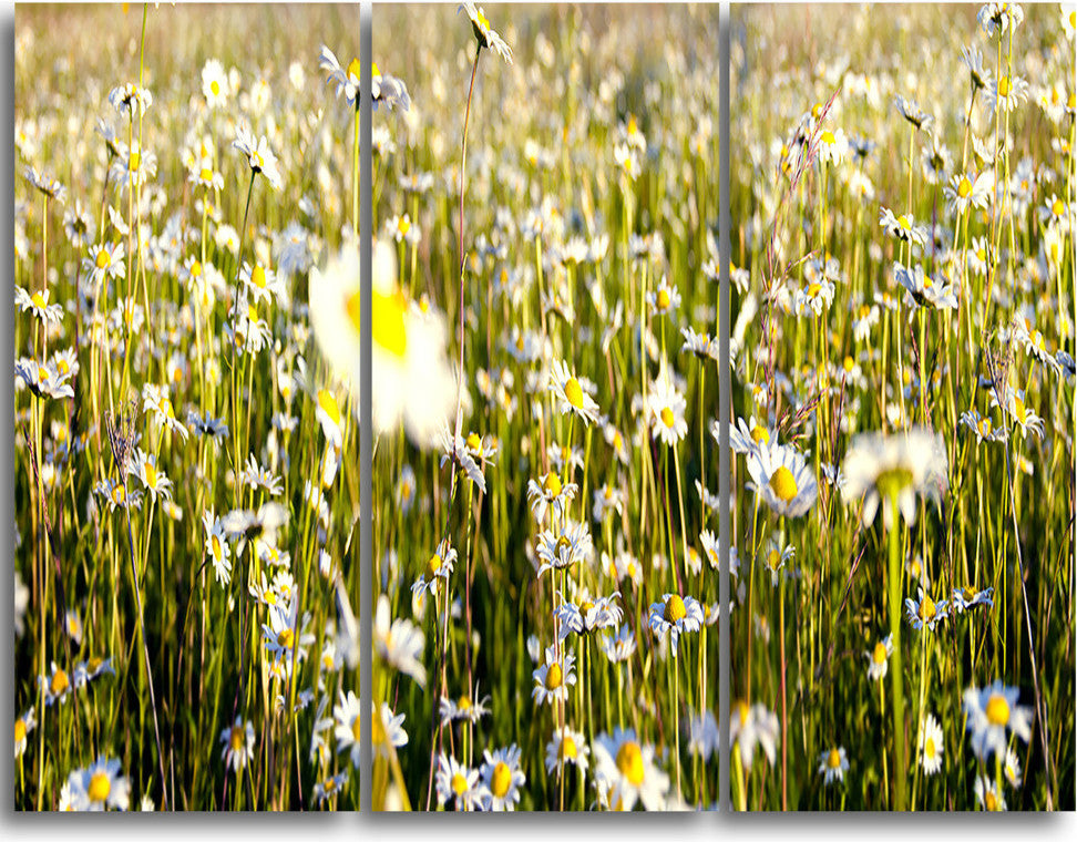 "Wild Chamomile Flowers Field" Metal Wall Art, 3 Panels, 36"x28"
