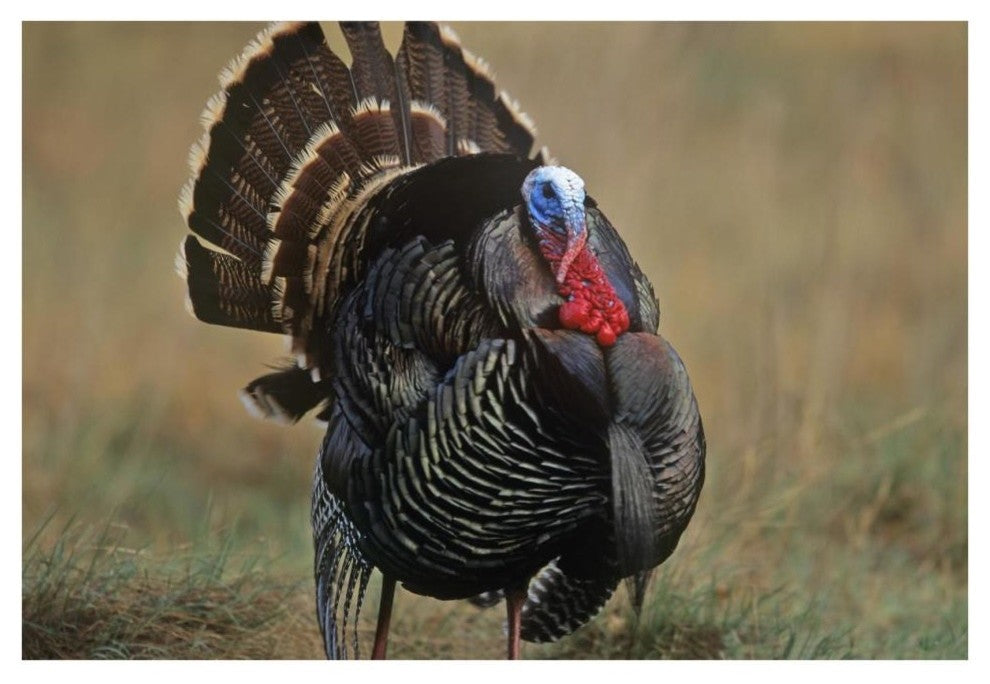 "Wild Turkey male, North America" Digital Paper Print by Tim Fitzharris, 38"x26"