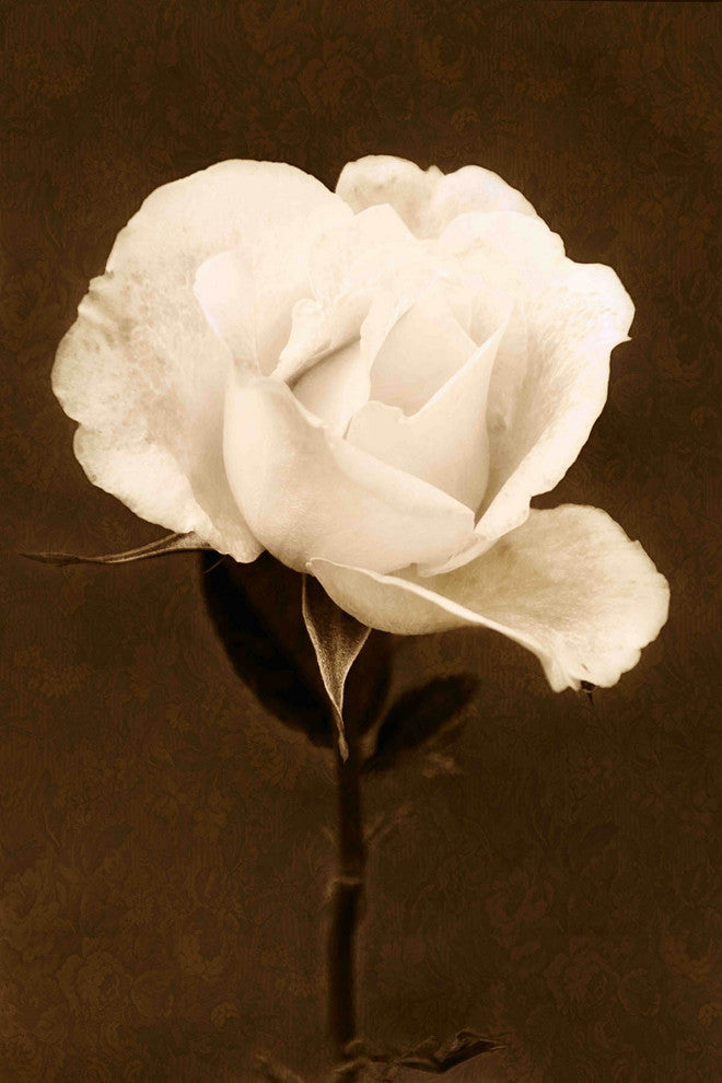 "Petals and Perfume" Painting Print on Canvas by Robertson