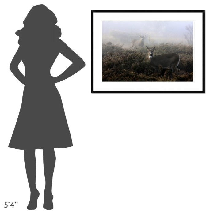 "The Rut In On White-Tailed Deer" Framed Digital Print by Jim Cumming, 38"x28"