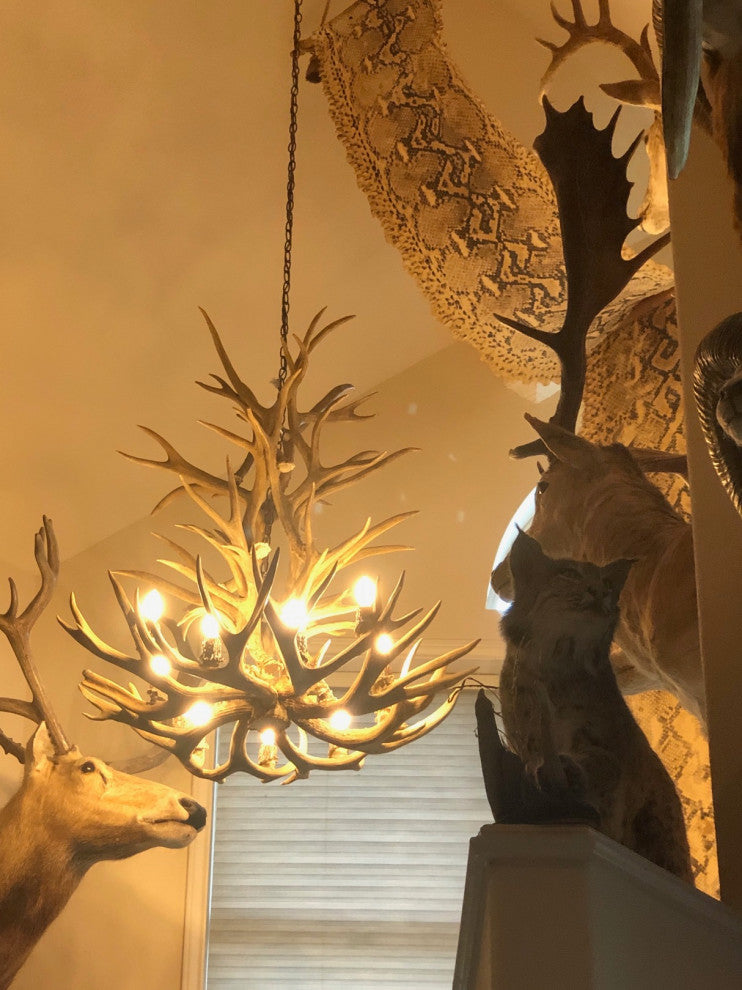 Mule Deer Tall Spruce Antler Chandelier Light, Extra Large, No Shades