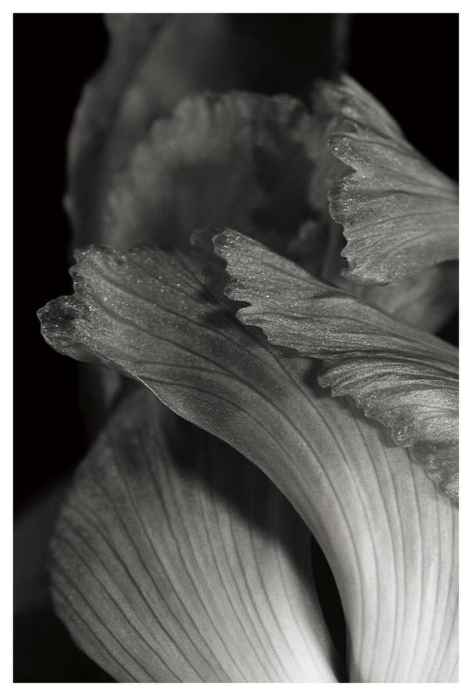 "Iris Abstract I" Digital Paper Print by Laura Marshall, 26"x38"