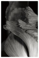"Iris Abstract I" Digital Paper Print by Laura Marshall, 26"x38"